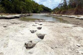 Texas water levels reveal 113-million-year-old dino footprints