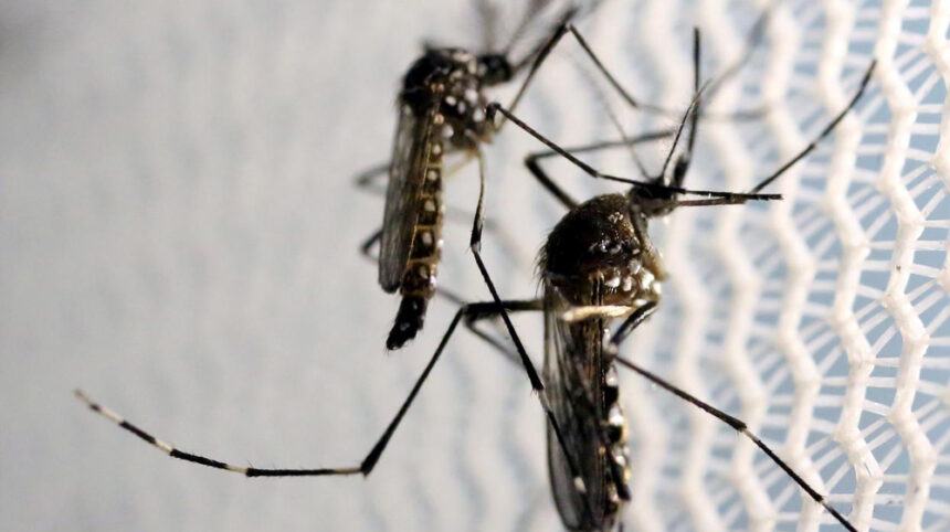 Millions of Fish released at Punjab Lake, Pond to Fight Dengue