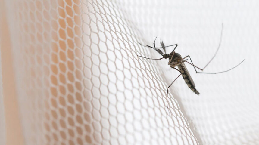 Mosquito net sales rise in response to Dengue cases