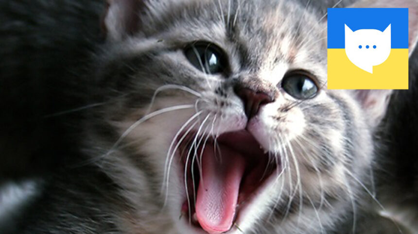 Pet Owners are Excited about App that Translates Cat Meows