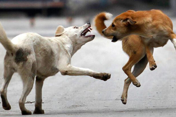 Stray Dogs Mauled A 7-Year-Old Boy To Death