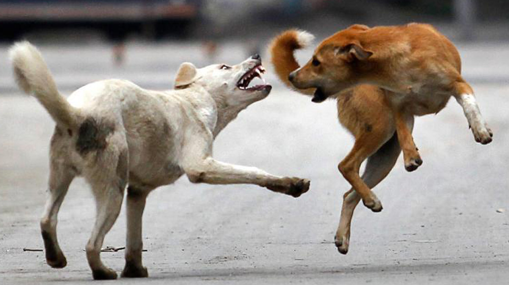 Stray Dogs Mauled a 7YearOld Boy to Death