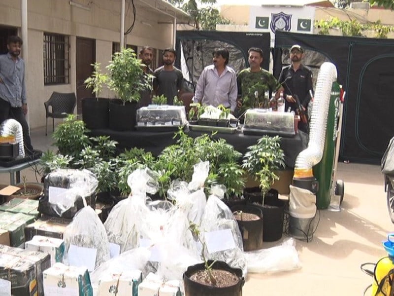 Karachi's Marijuana Scare