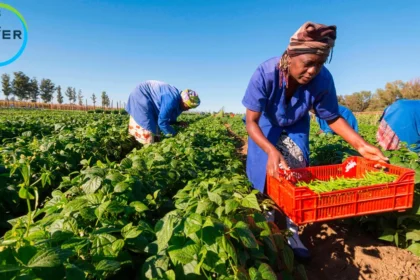 Bayer Invests in Climate Resilience for Smallholder Farmers