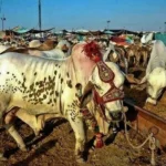 Punjab’s Cattle Market Auctions Generate Record Rs. 5.56 Billion Ahead of Eid-ul-Adha