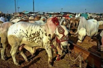 Punjab’s Cattle Market Auctions Generate Record Rs. 5.56 Billion Ahead of Eid-ul-Adha