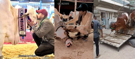 Eid-ul-Azha Goes Viral: How Pakistani Creators Bring Mandi Culture Online