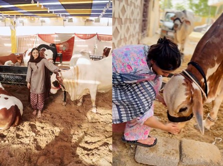 Eid-ul-Azha Goes Viral: How Pakistani Creators Bring Mandi Culture Online