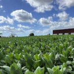 Tobacco growers in Pakistan concerned over WAP prices