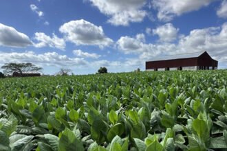Tobacco growers in Pakistan concerned over WAP prices