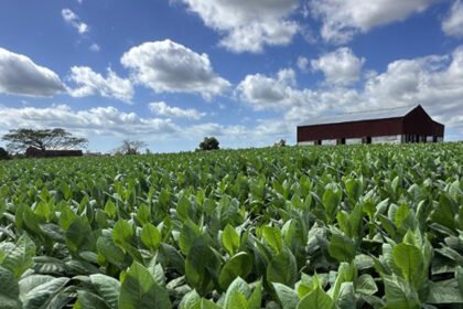 Tobacco growers in Pakistan concerned over WAP prices