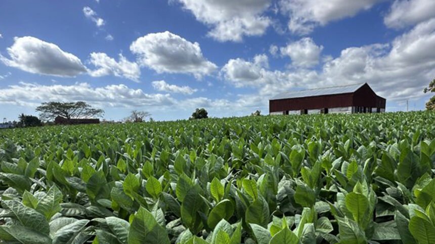 Tobacco growers in Pakistan concerned over WAP prices